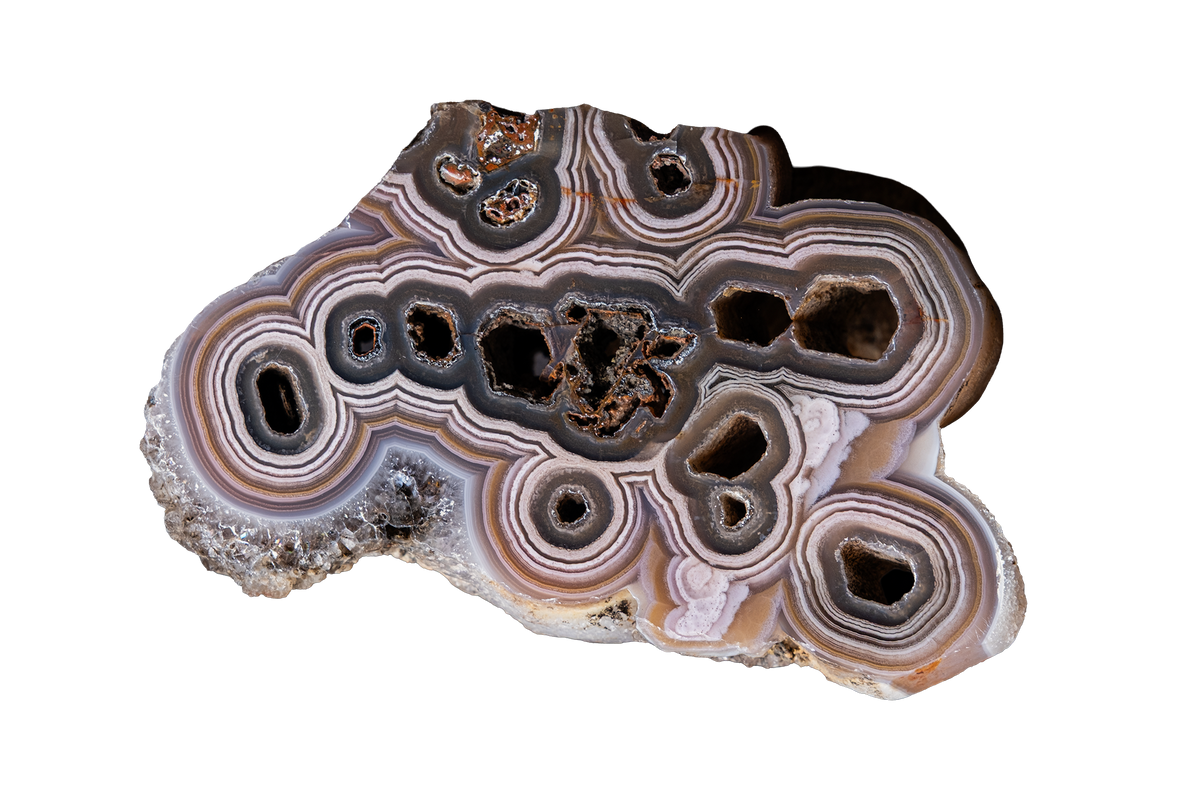 A polished slice of agate or banded stone showing concentric rings in shades of brown, gray, cream, and black, isolated on a white background.