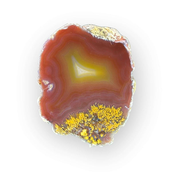 LAGUNA AGATE FB01-11A - Del Rey Agates Gems & Minerals Inc.