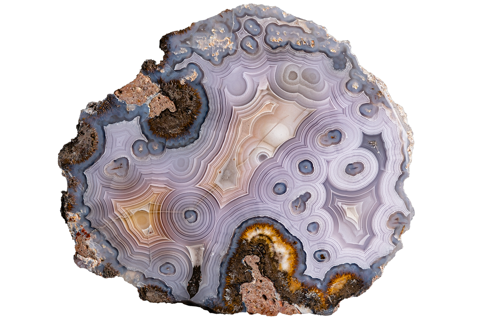 A polished agate slice featuring concentric rings of lavender, light purple, gray, and cream, accented with dark brown and metallic gold banded patterns, isolated on a white background.