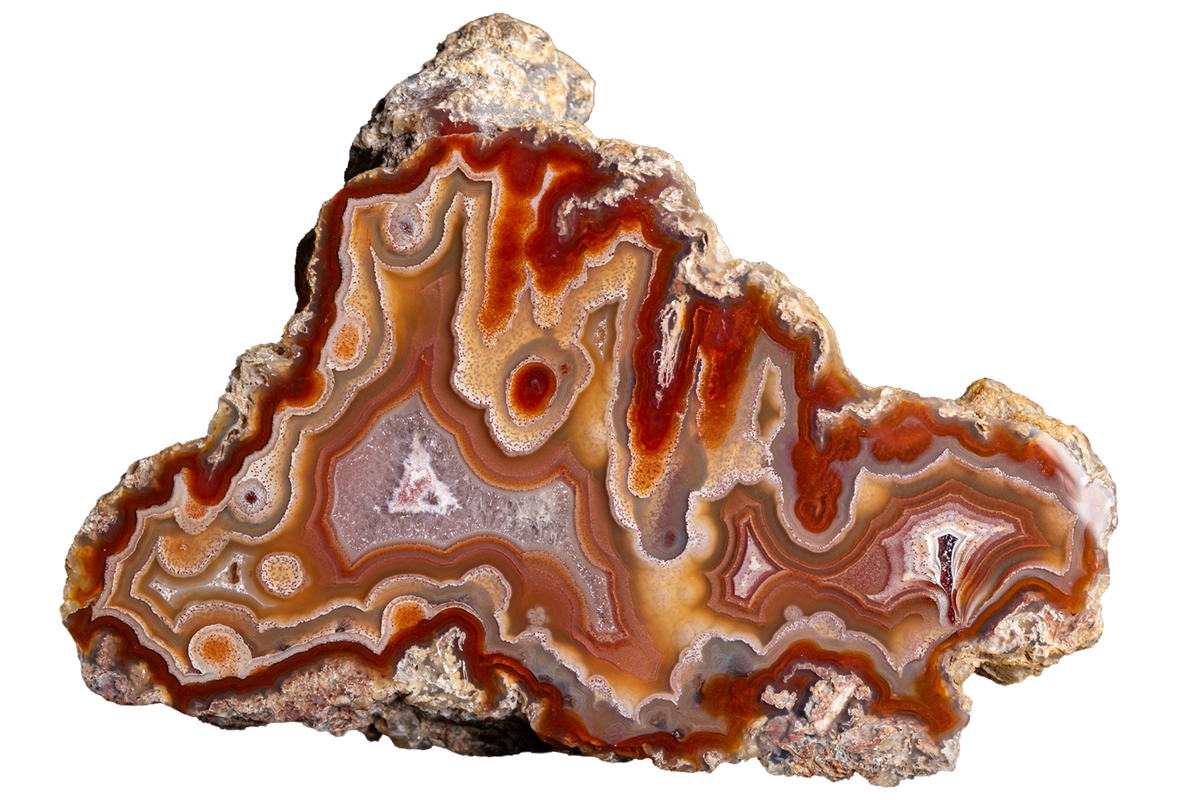A polished slice of agate or banded stone with concentric bands of brown, orange, cream, and gray, set against a solid white background.