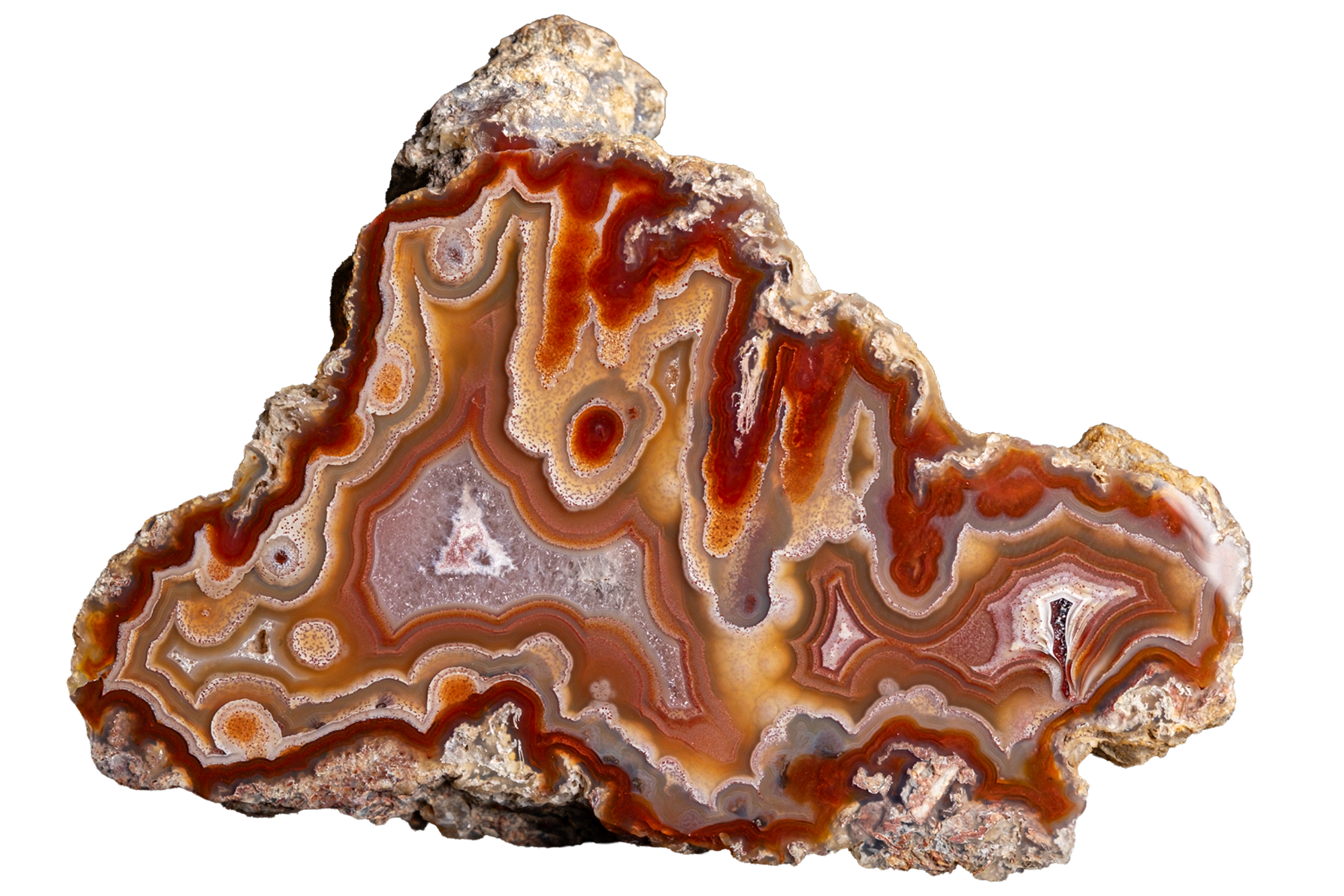 A polished slice of agate or banded stone with concentric bands of brown, orange, cream, and gray, set against a solid white background.