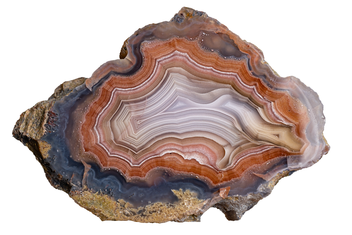 A polished slice of agate geode with concentric bands of brown, orange, cream, and dark gray, displayed on a solid white background.