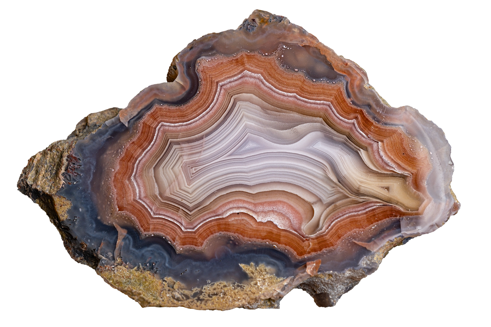 A polished slice of agate geode with concentric bands of brown, orange, cream, and dark gray, displayed on a solid white background.