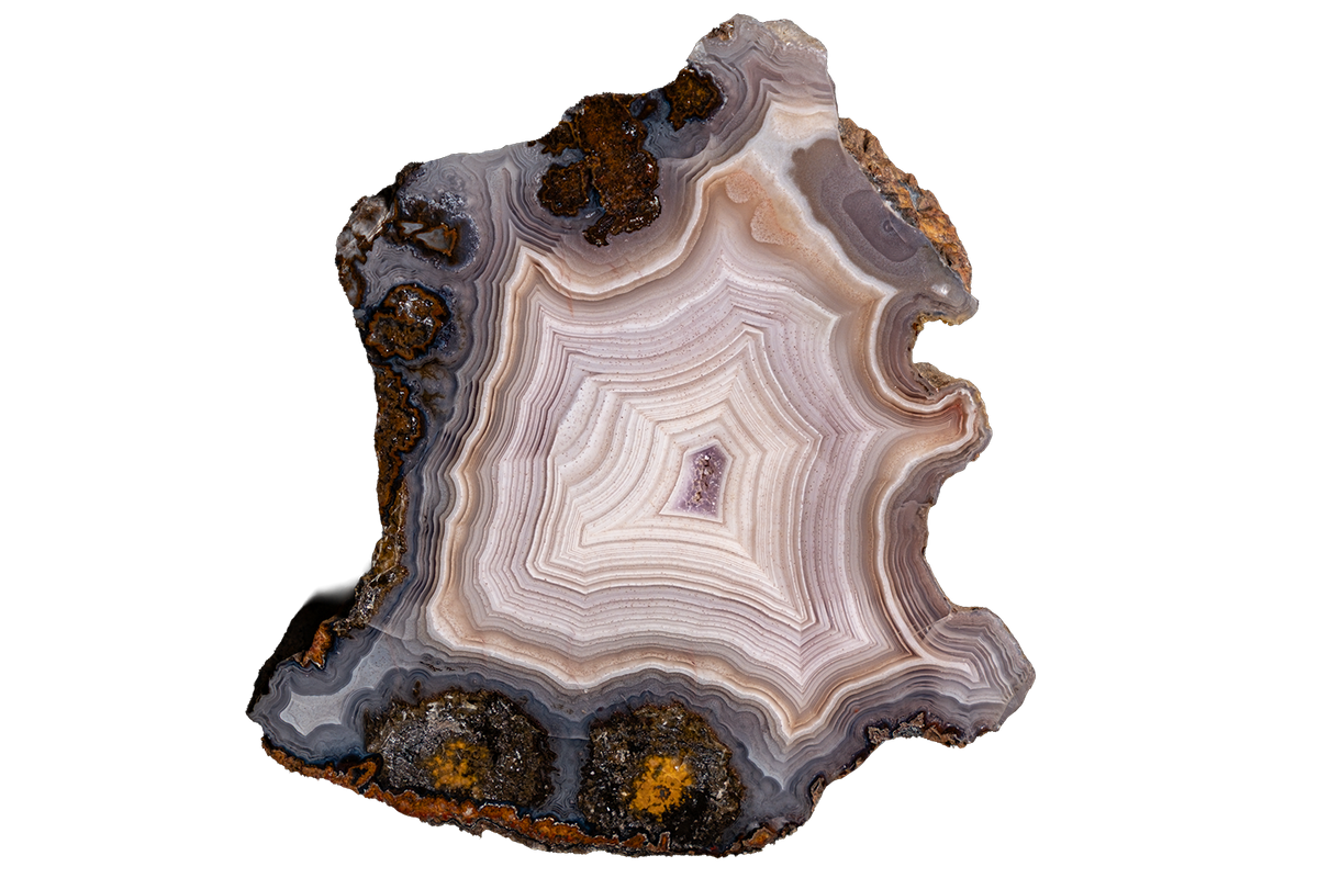 A polished slice of agate or banded stone with concentric rings in white, gray, brown, and black, plus small orange mineral inclusions near the bottom, shown on a plain white background.