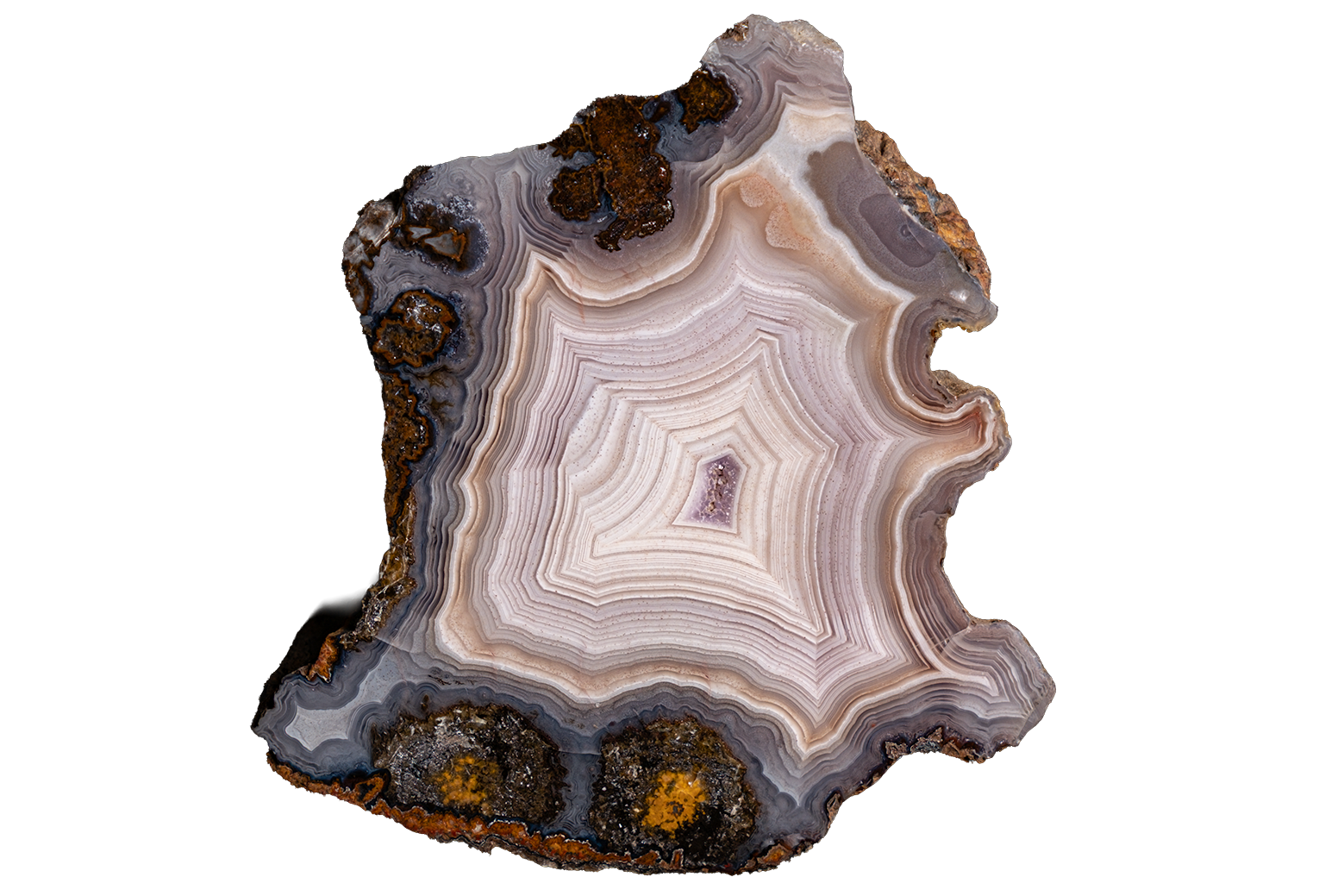 A polished slice of agate or banded stone with concentric rings in white, gray, brown, and black, plus small orange mineral inclusions near the bottom, shown on a plain white background.