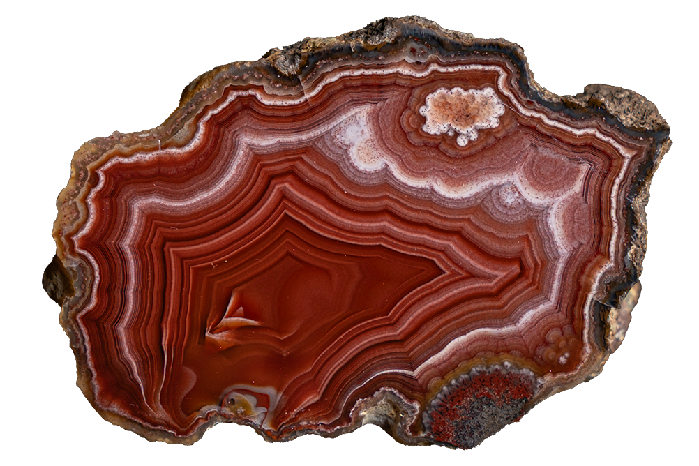 A polished slice of red banded agate or jasper stone with concentric layers in shades of red, brown, and cream, shown on a plain white background.
