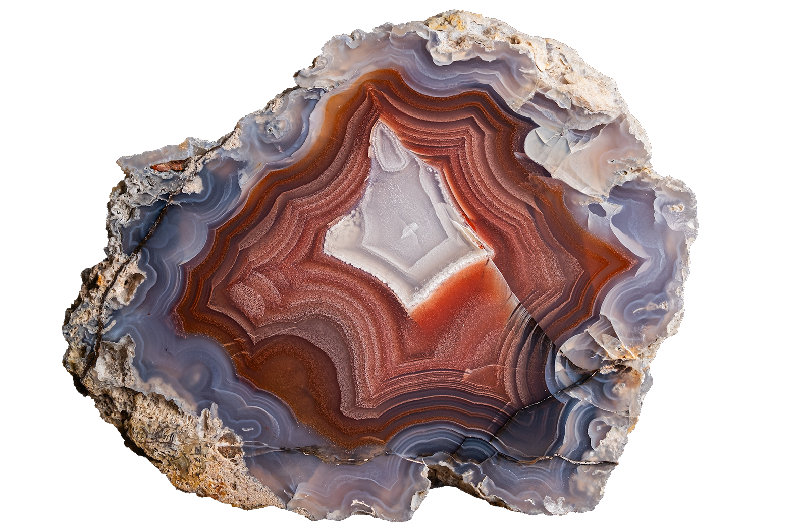 A polished slice of agate or banded stone with concentric bands of white, reddish brown, gray, and blue-gray, shown on a plain white background.