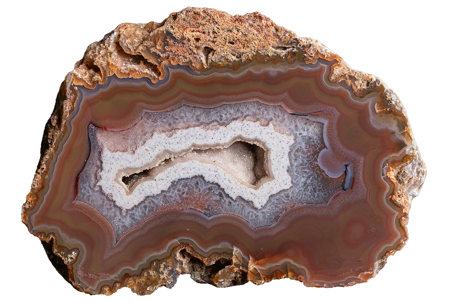 A polished cross-section of an agate or banded stone specimen with concentric bands of brown, reddish-brown, gray, white, and muted blue, shown on a plain white background.