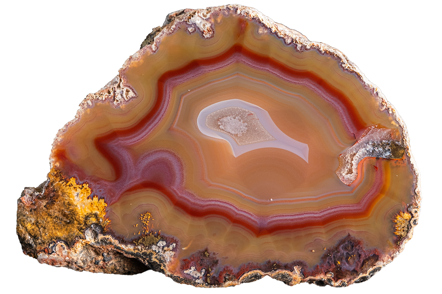A polished slice of agate or jasper stone with concentric bands of brown, red, orange, cream, and purple, set against a solid white background.