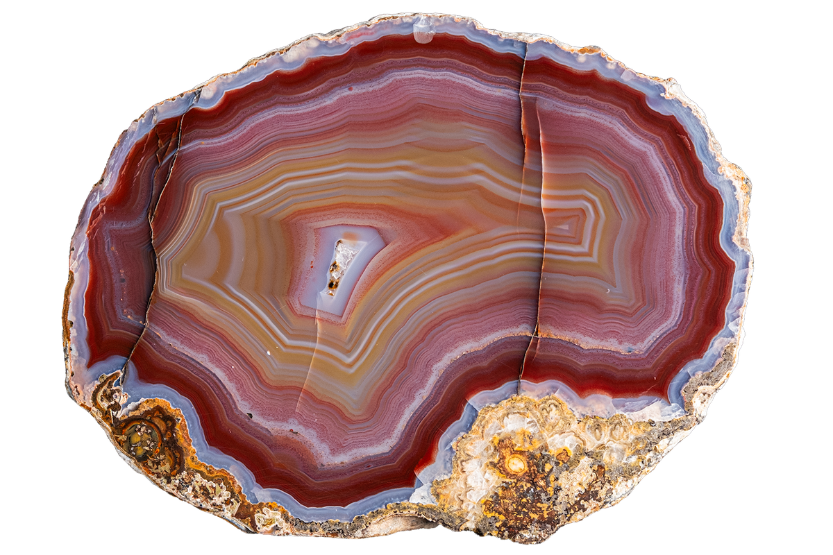 A polished slice of agate stone with concentric bands of red, brown, beige, gray, and pale blue, set against a plain white background.