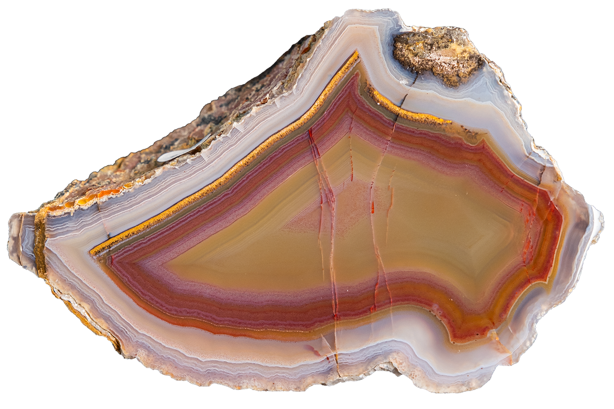 A polished slice of agate or banded stone with concentric bands of cream, tan, rust red, purple, and pale blue-gray, shown on a plain white background.