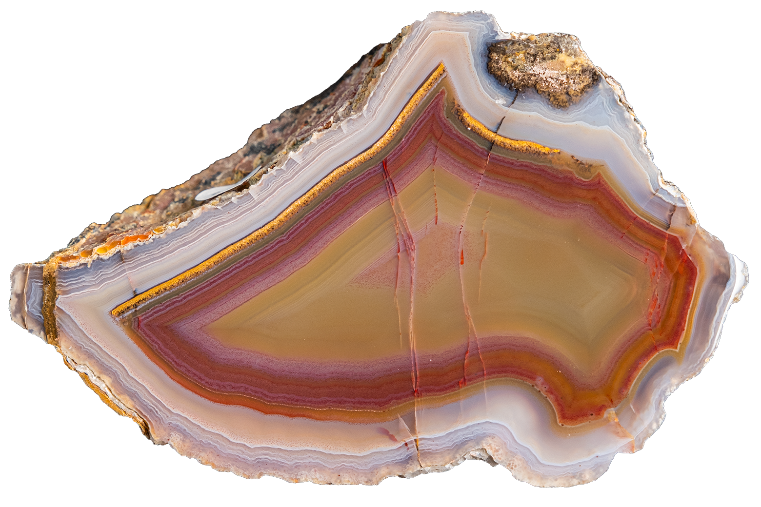 A polished slice of agate or banded stone with concentric bands of cream, tan, rust red, purple, and pale blue-gray, shown on a plain white background.