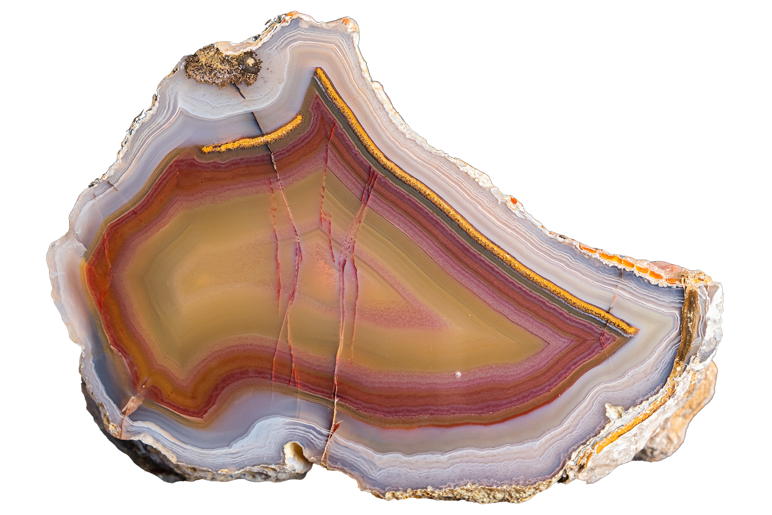 A polished slice of agate stone with concentric bands of yellow, orange, red, purple, blue, and white, isolated on a white background.