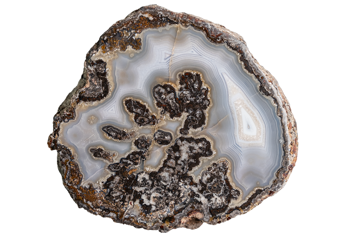 A polished cross-section of agate or jasper stone showing layered white and gray bands with prominent dark brown to black mineral inclusions, isolated on a white background.