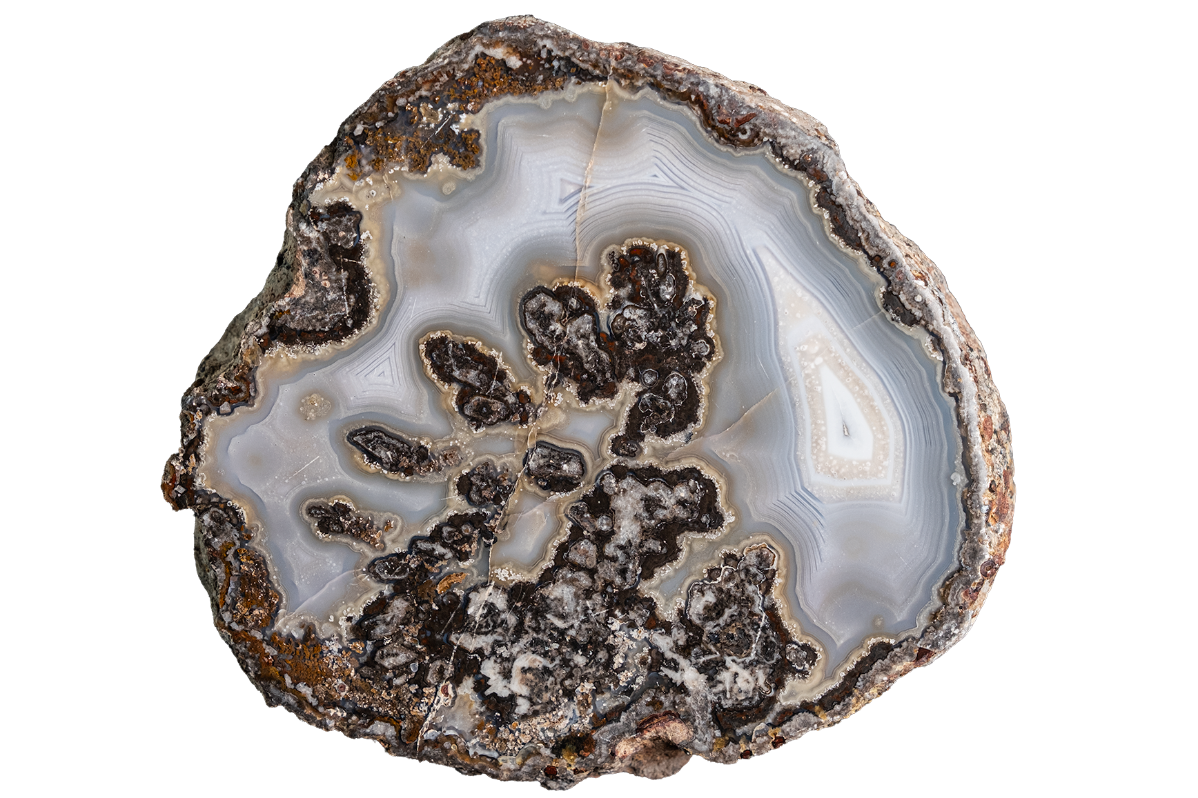 A polished cross-section of agate or jasper stone showing layered white and gray bands with prominent dark brown to black mineral inclusions, isolated on a white background.