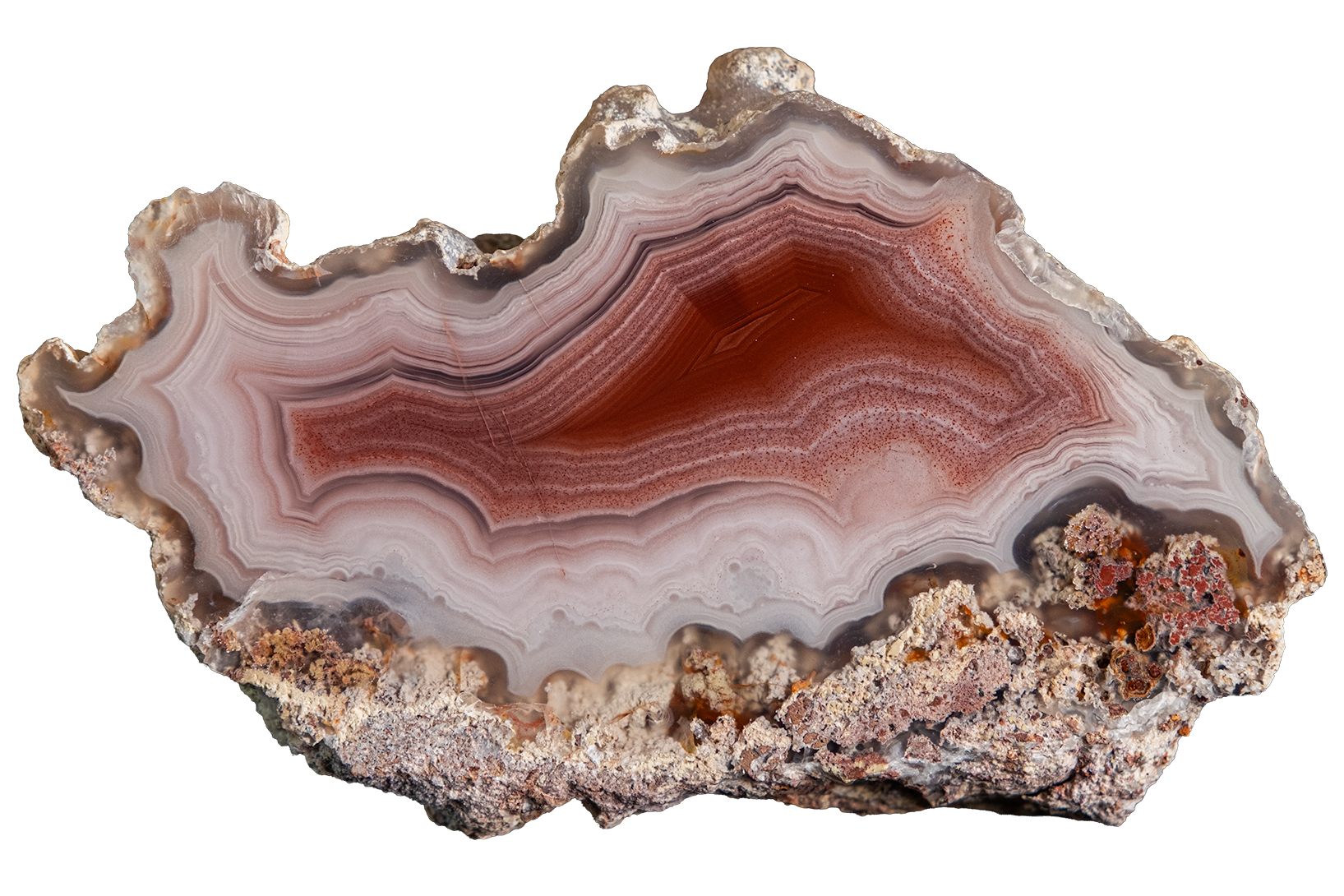 A polished slice of agate or banded stone with concentric bands of reddish brown, cream, gray, and black, set against a plain white background.