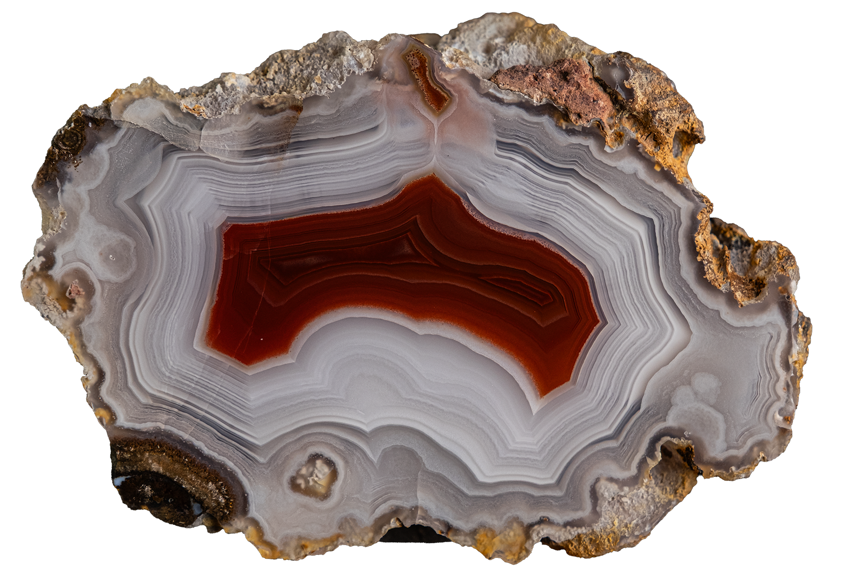 A polished slice of agate or jasper stone with concentric bands of white, gray, and translucent layers surrounding a rich reddish-brown central core, set against a plain white background.