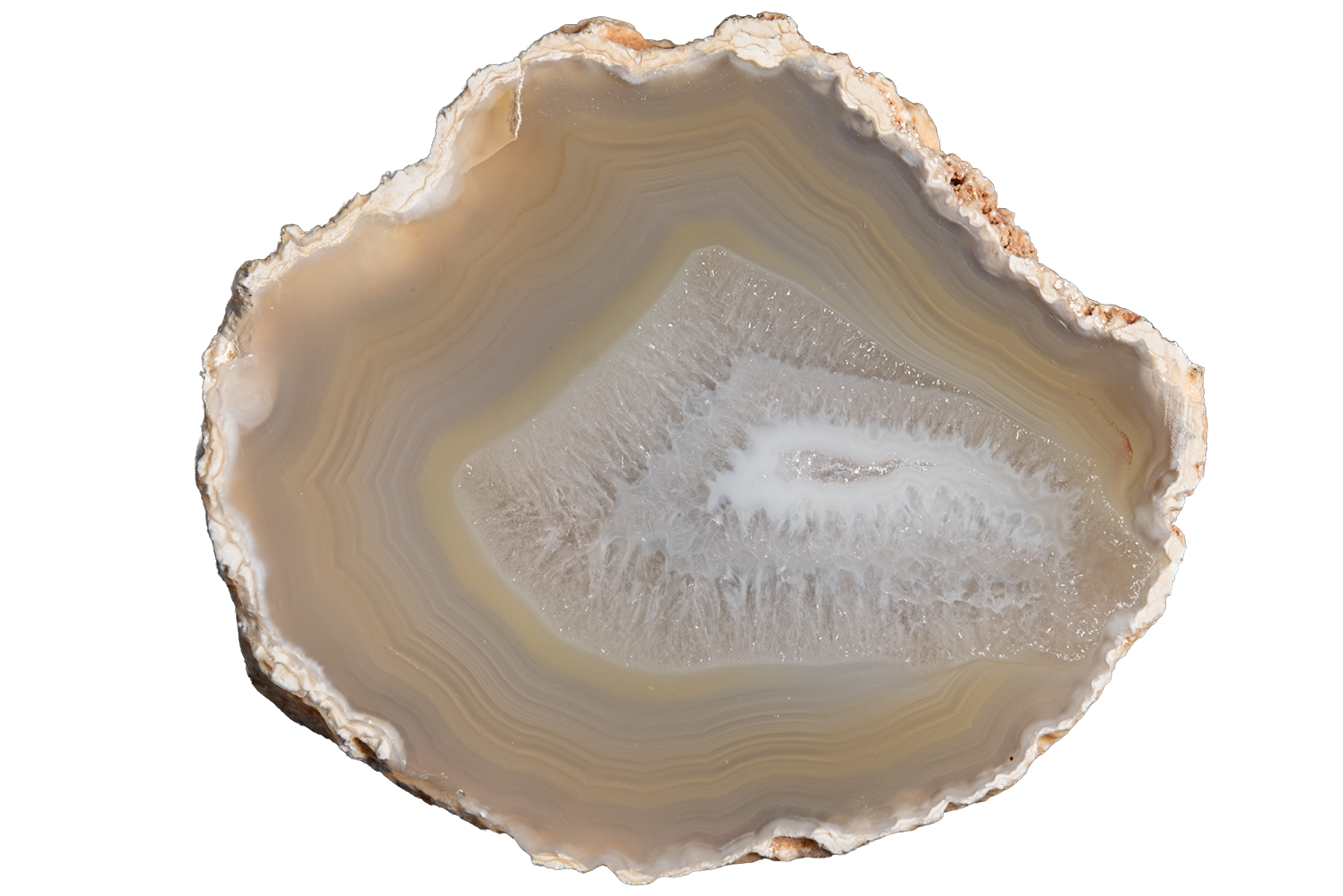 A polished slice of agate or jasper stone with concentric bands of cream, tan, brown, and white, photographed on a plain white background.