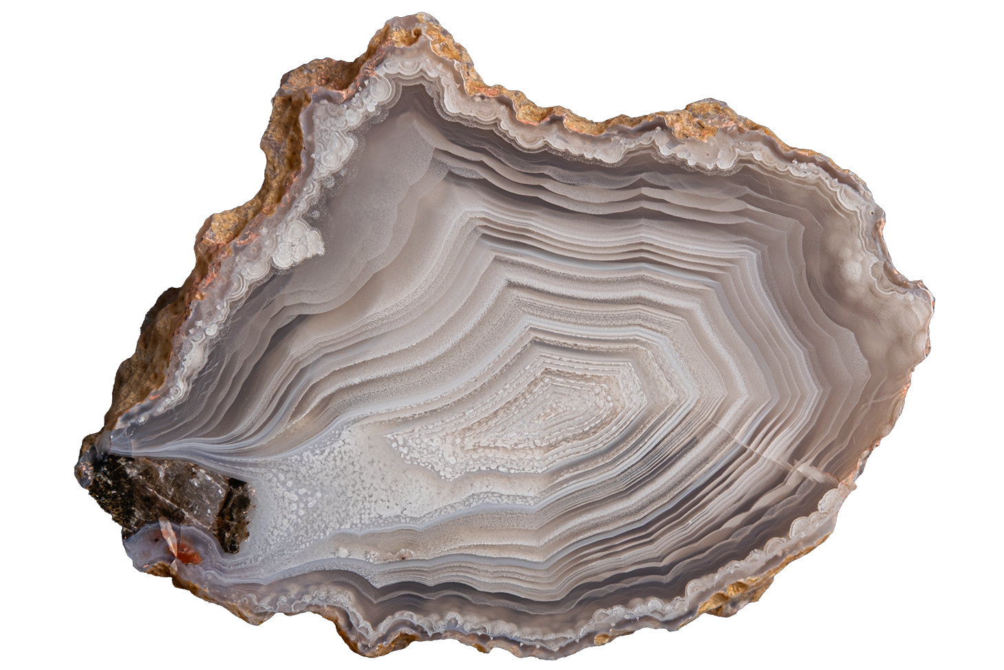 A polished slice of agate geode with concentric band patterns in shades of gray, beige, and white, isolated on a solid white background.