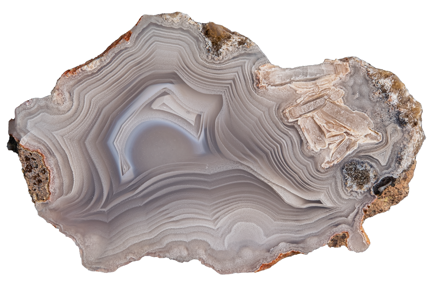 A polished cross-section of agate or jasper stone with concentric banding in gray, white, beige, and brown, shown on a plain white background.