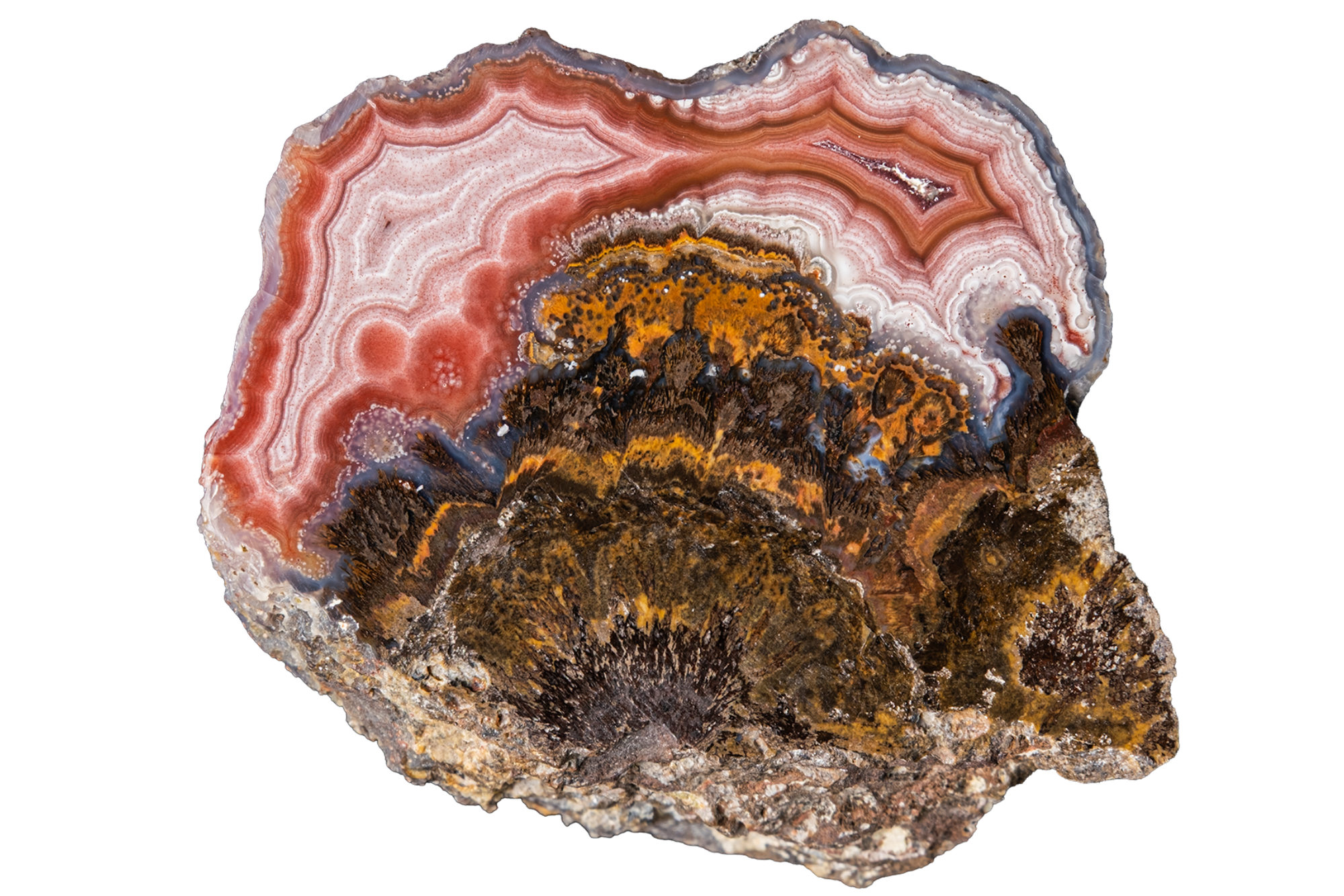 A polished agate geode slab featuring concentric bands of red, orange, white, and gray, set against a dark brown and gold crystalline matrix on a solid white background.