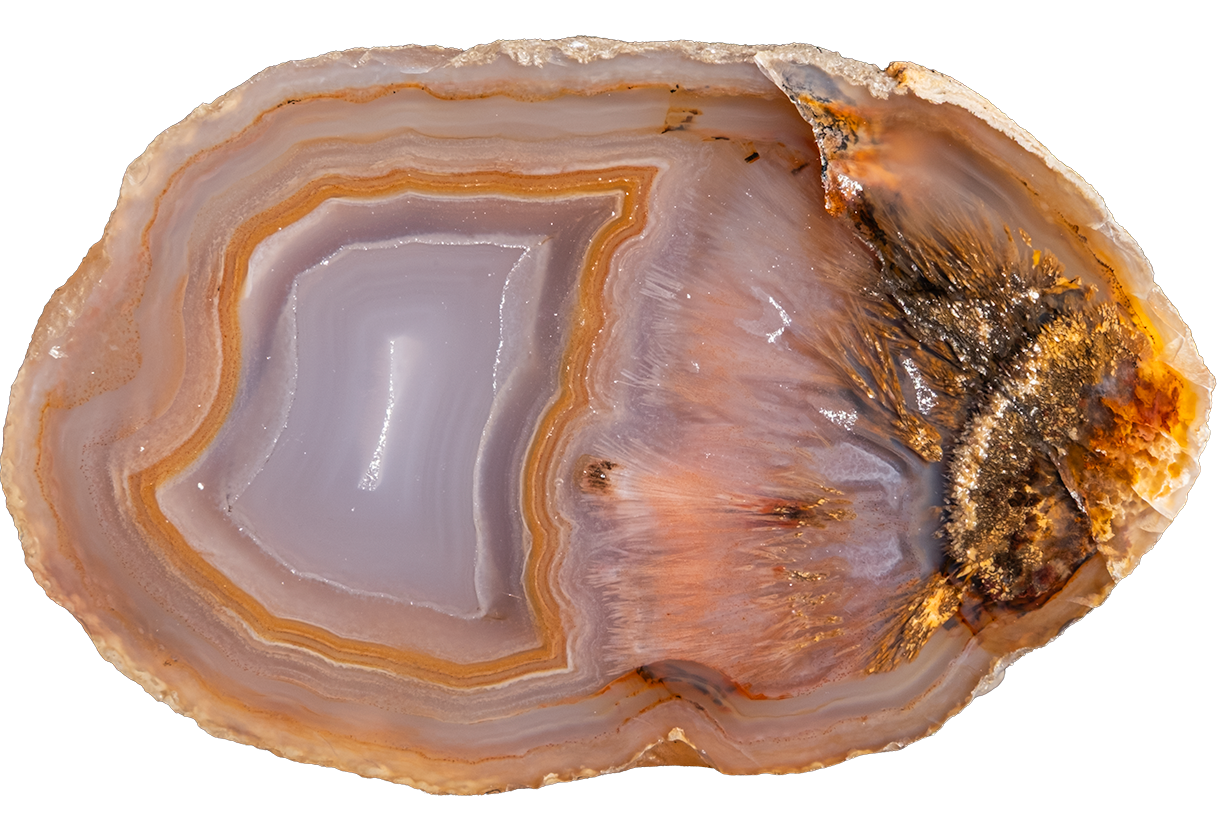 A polished slice of agate stone with concentric bands of translucent lavender, peach, and amber-brown, set against a solid white background.