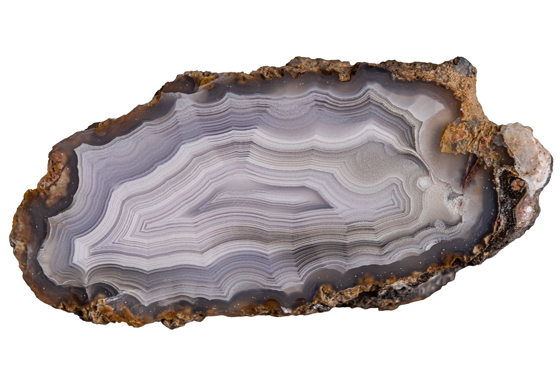 A polished slice of agate or banded stone with concentric bands of gray, white, and lavender-purple, surrounded by a rough brown and tan matrix, isolated on a white background.