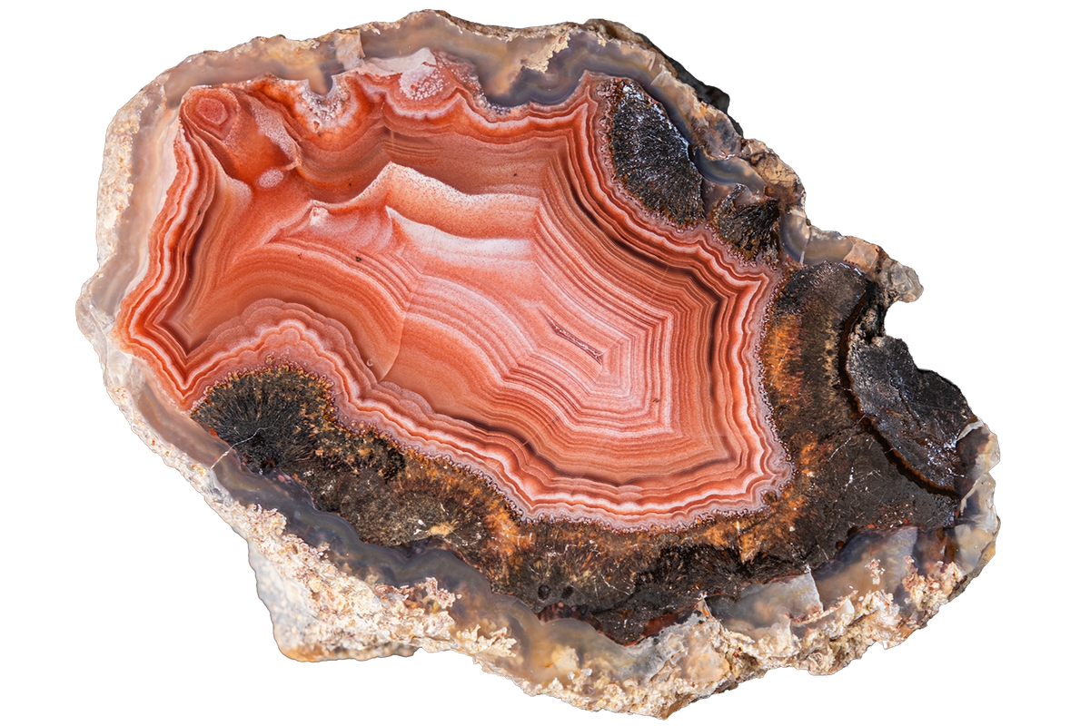 A polished slice of agate or banded stone showing concentric bands of orange, red, pink, cream, and dark brown, with a rough natural outer edge, isolated on a white background.