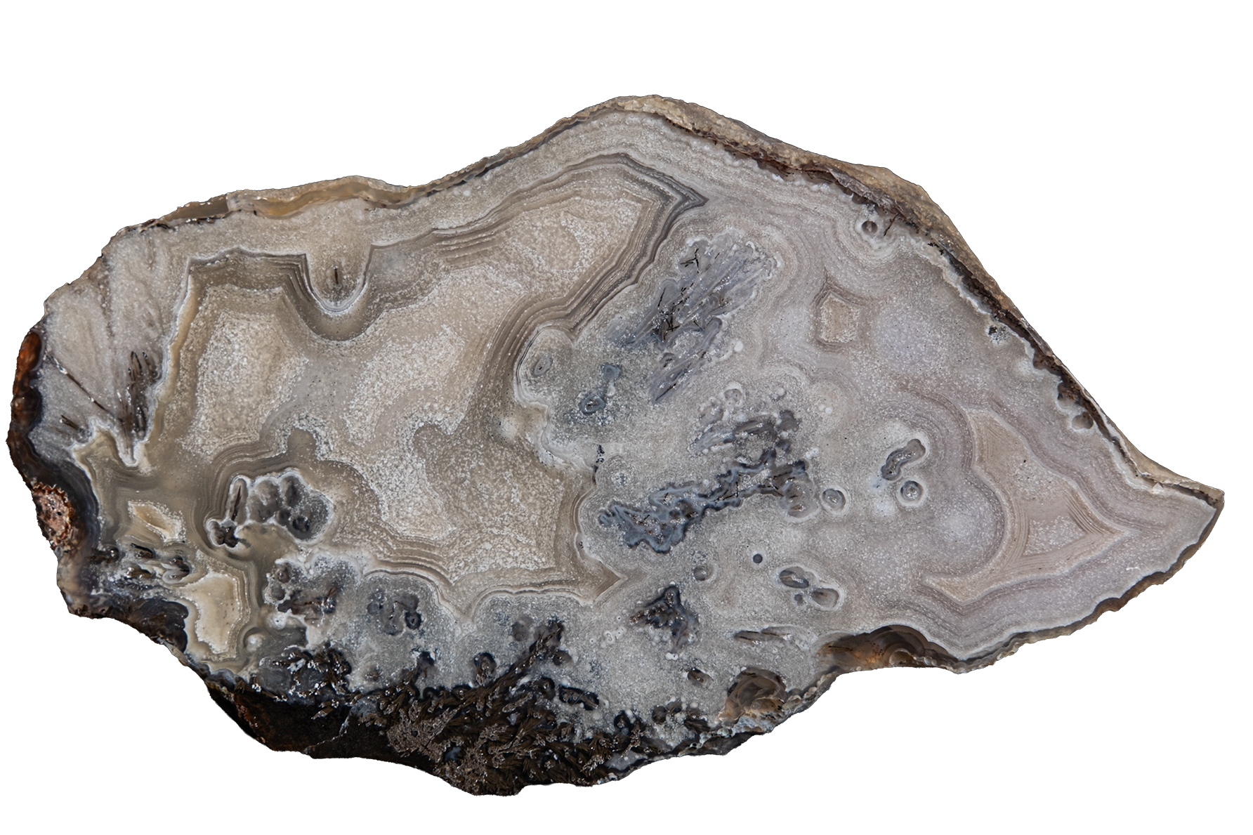 A polished slice of agate or geode showing layered banding in gray, beige, white, and dark brown, isolated on a white background.
