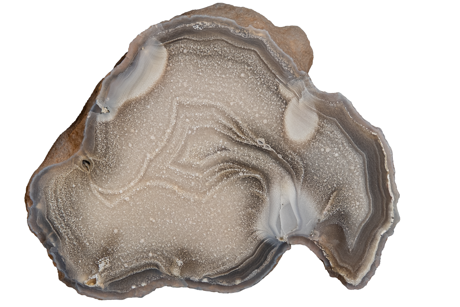 A polished slice of agate or banded stone with concentric layers in taupe, gray, cream, and brown, shown on a plain white background.
