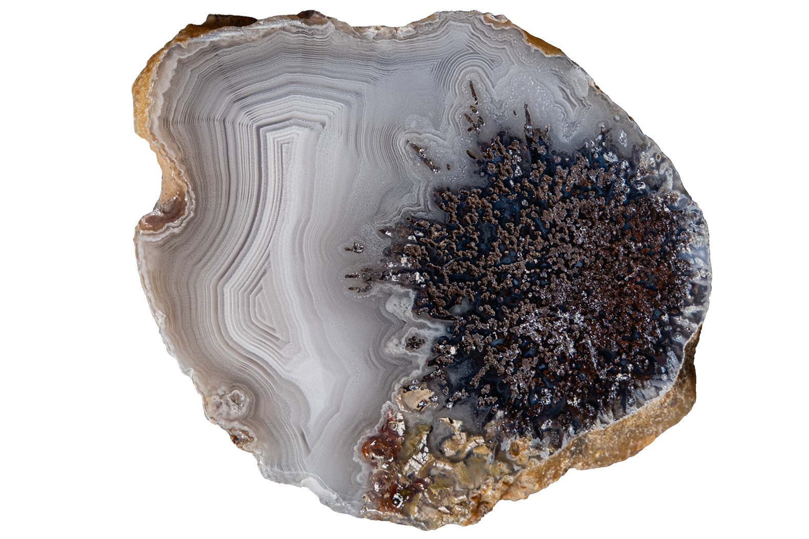 A polished agate geode slice with concentric banding in white, gray, and brown, featuring a prominent dark brown and black crystal cluster on one side, isolated on a white background.