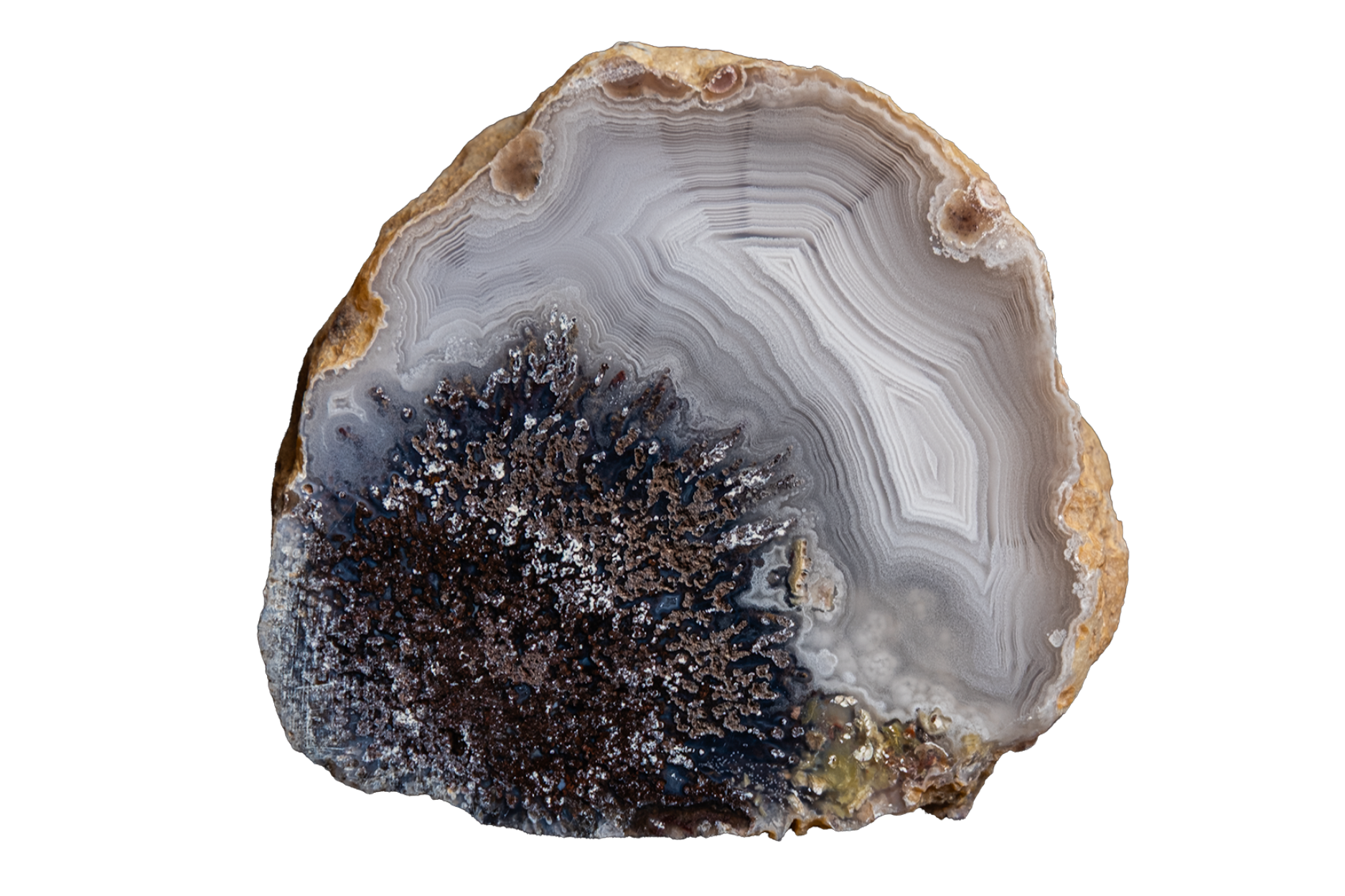 A polished mexican parcela agate geode slice with concentric banding in white, gray, and black, featuring a prominent dark brown crystalline cluster on the lower left and a natural tan outer rim, isolated on a white background.