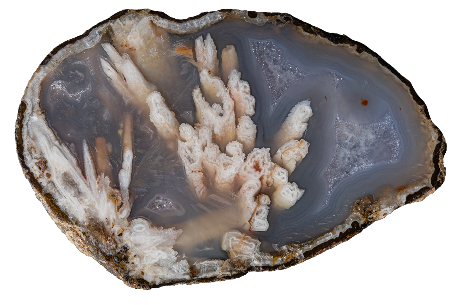 A polished agate geode slice with branching white and beige crystal formations inside a translucent gray-blue cavity, shown on a plain white background.