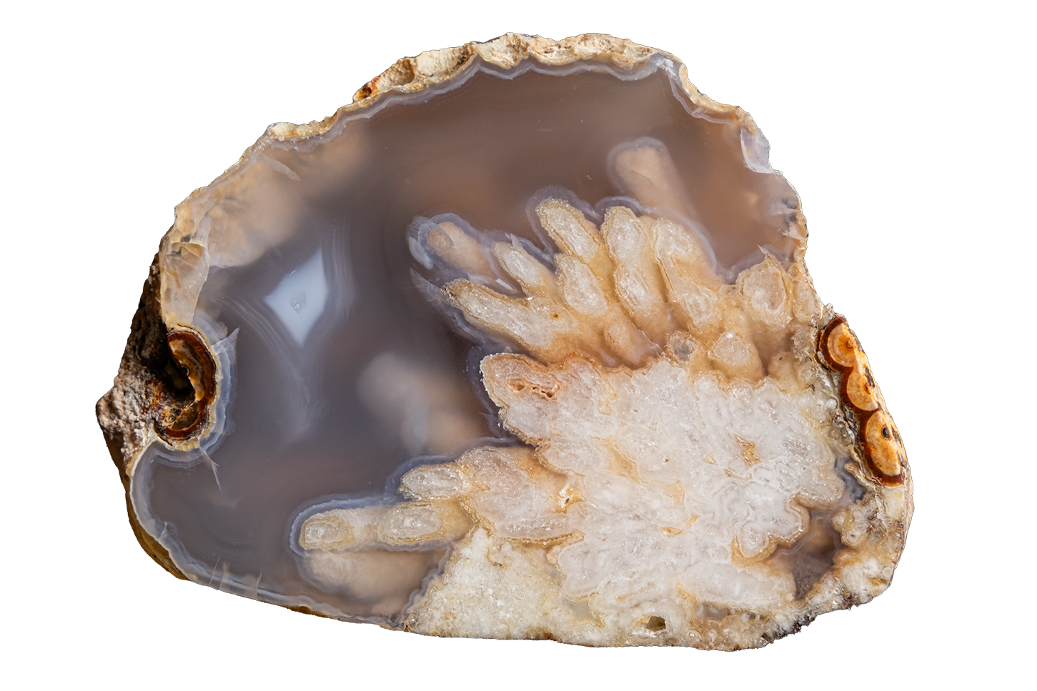 A polished agate geode slice with a dendritic crystal structure, featuring shades of brown, gray, and cream, isolated on a white background.