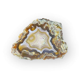 LAGUNA AGATE 214 - Del Rey Agates Gems & Minerals Inc.