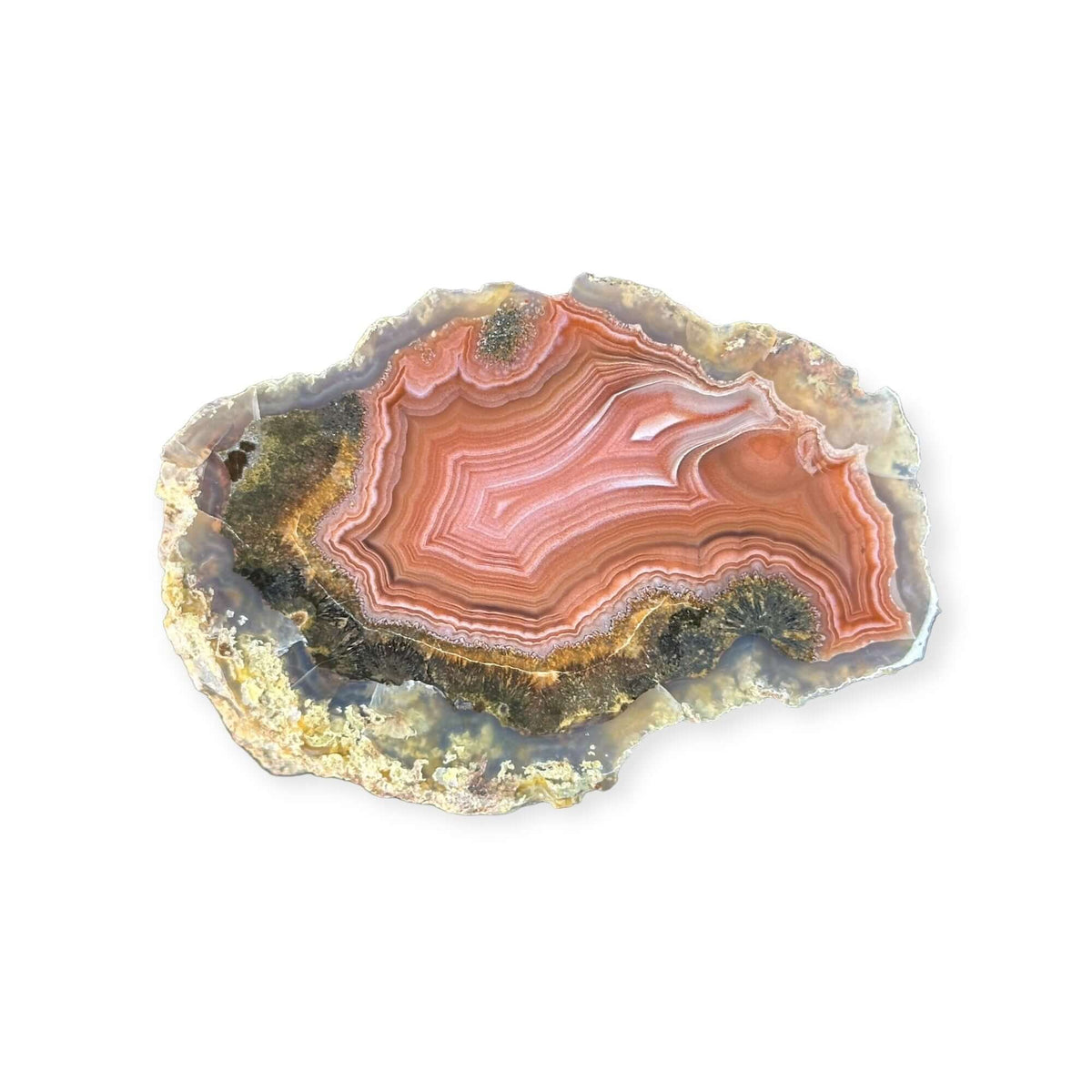 LAGUNA AGATE 262 - Del Rey Agates Gems & Minerals Inc.